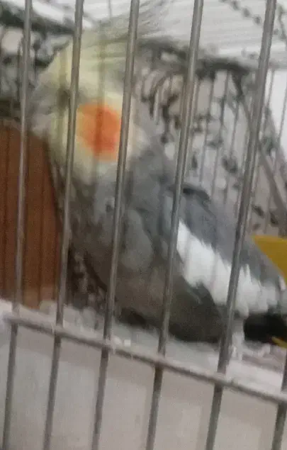 عروس هلندی نر|پرنده|ری, شهرک نظامی|دیوار