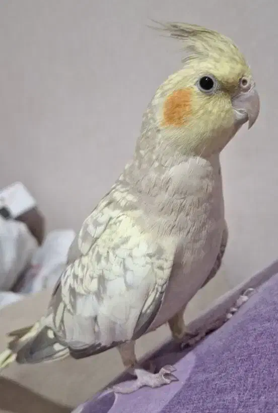 عروس هلندی گمشده|حیوانات|شهرکرد, |دیوار