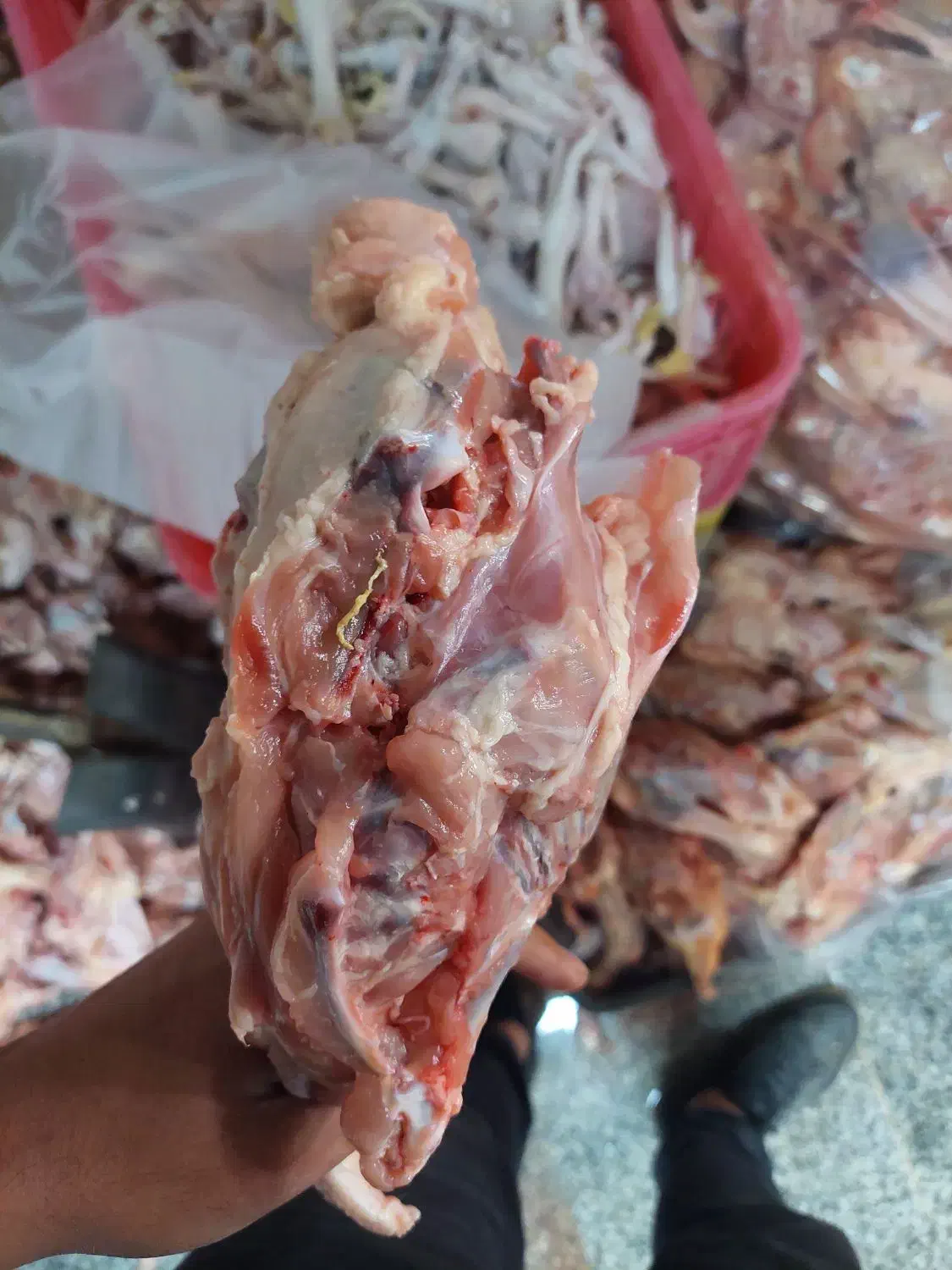 اسکلت مرغ|لوازم جانبی حیوانات|میانه, |دیوار