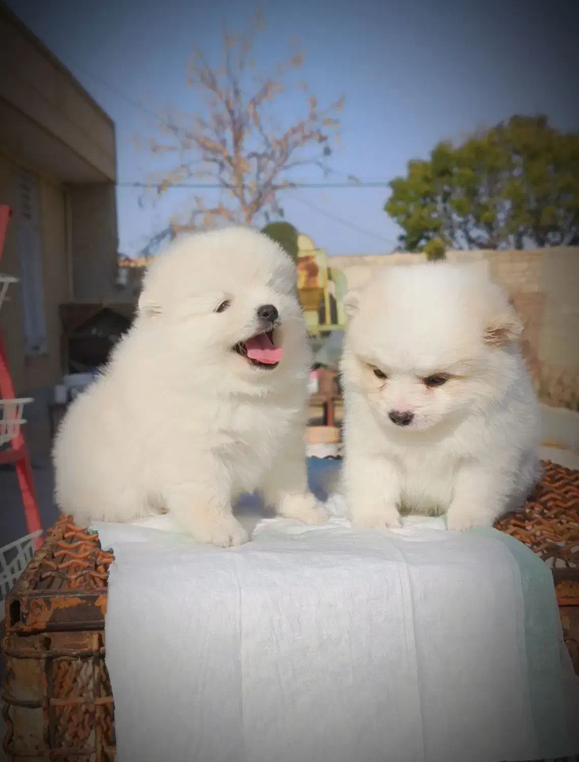 توله پامرانین سگ پامر خرسی عروسکی|سگ|یزد, |دیوار