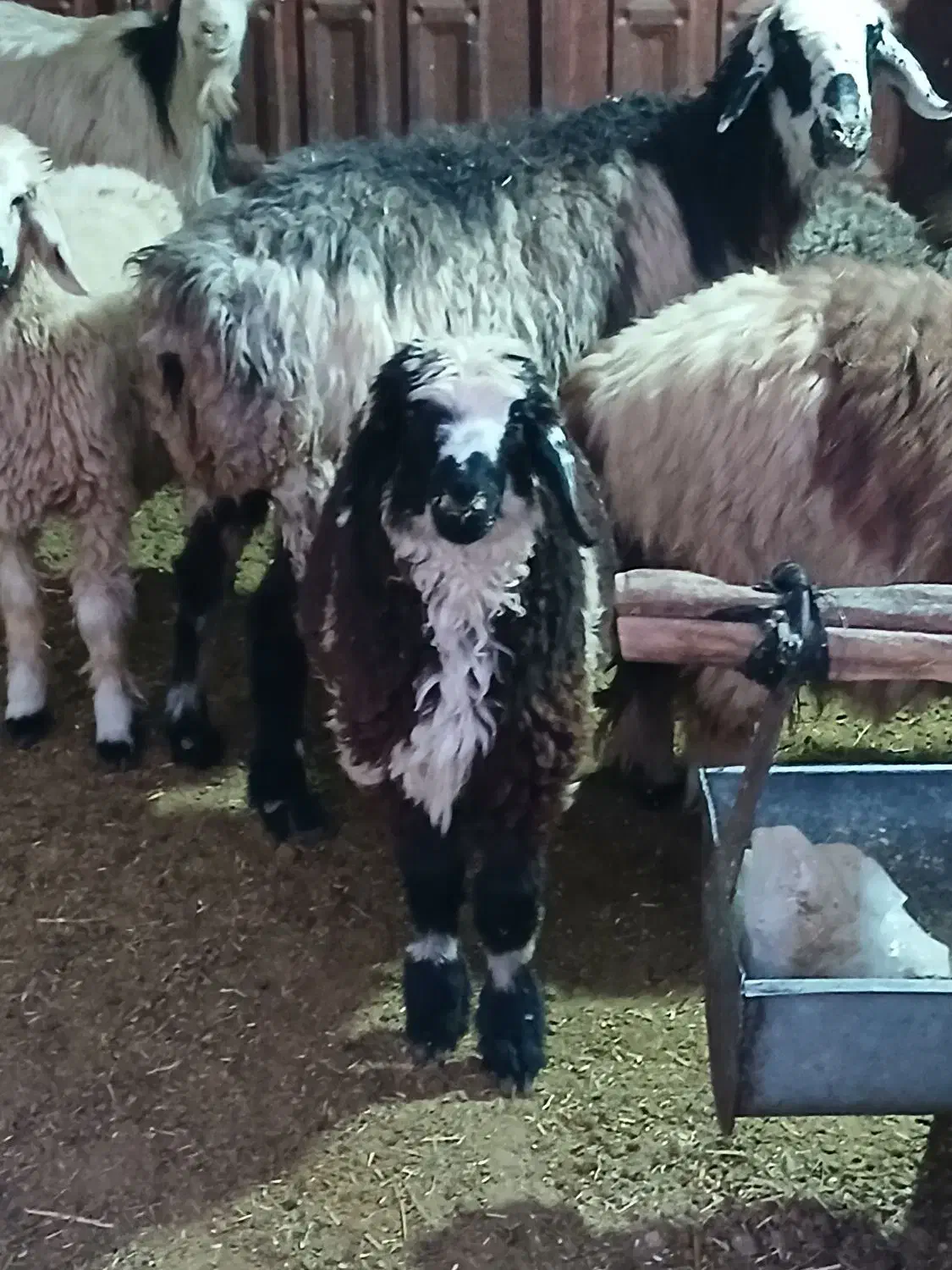 بره ۲۵ کیلویی|حیوانات مزرعه|مرودشت, مختارآباد|دیوار