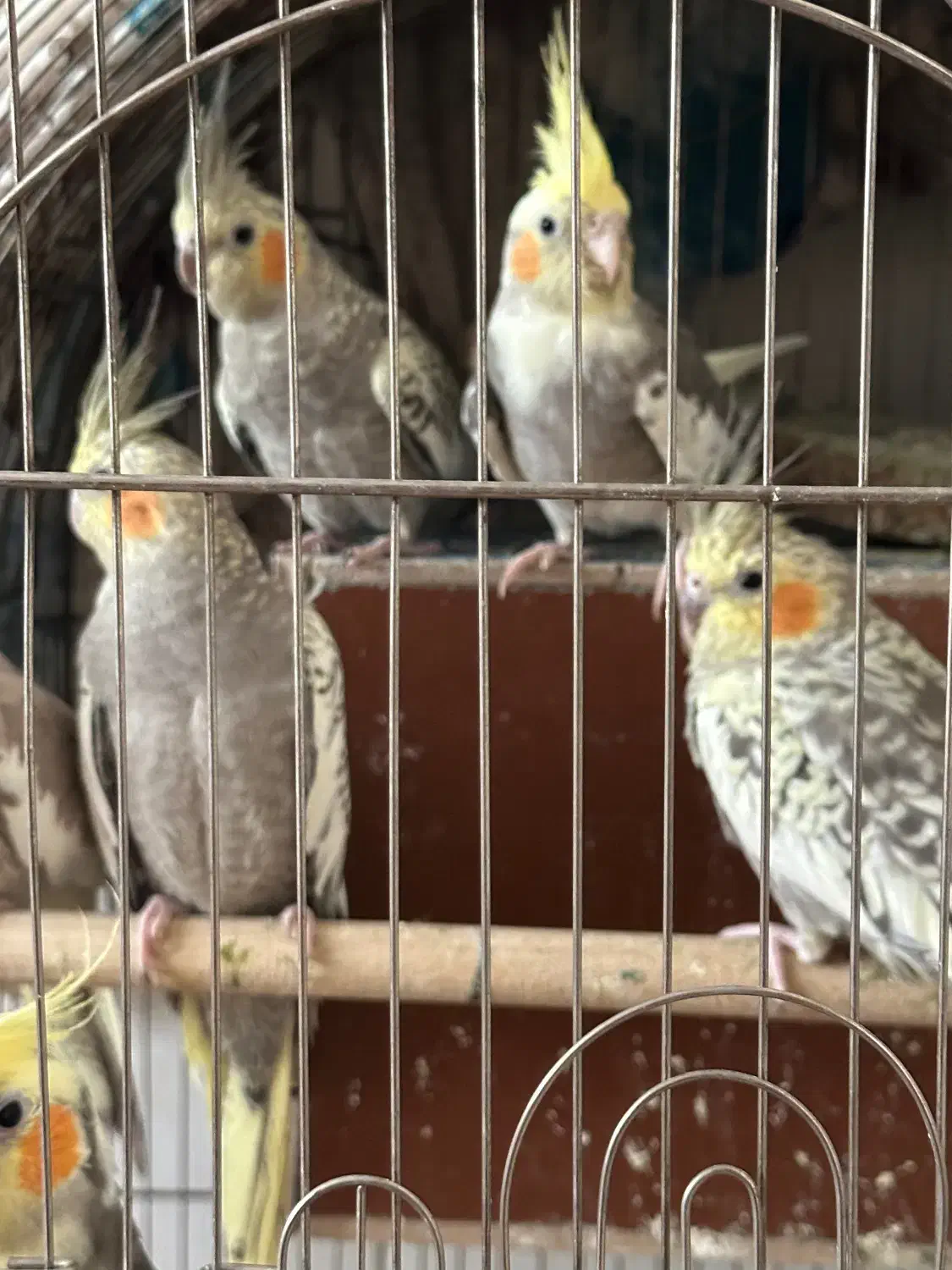 عروس هلندی|پرنده|اسلام‌شهر, شهرک قائمیه|دیوار