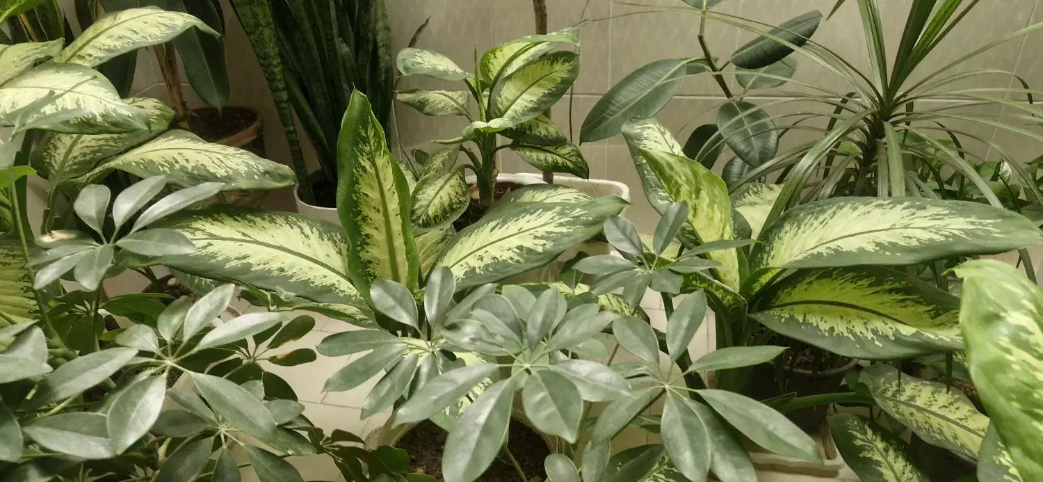 گل و گیاه|گل و گیاه طبیعی|درودزن, |دیوار