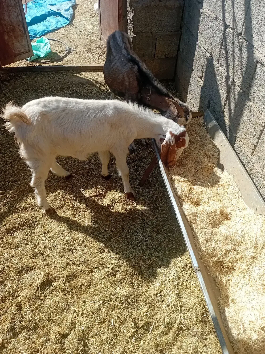 بزوگیسه|حیوانات مزرعه|نگار, |دیوار