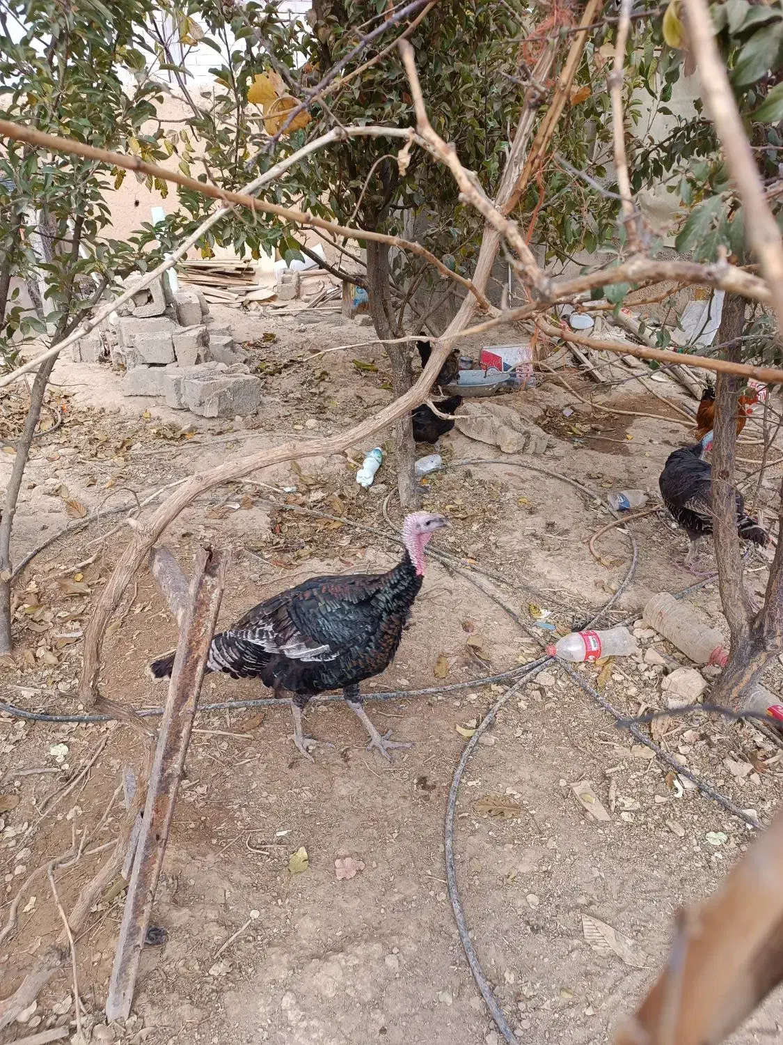 بوقلمون|حیوانات مزرعه|صائین قلعه, |دیوار