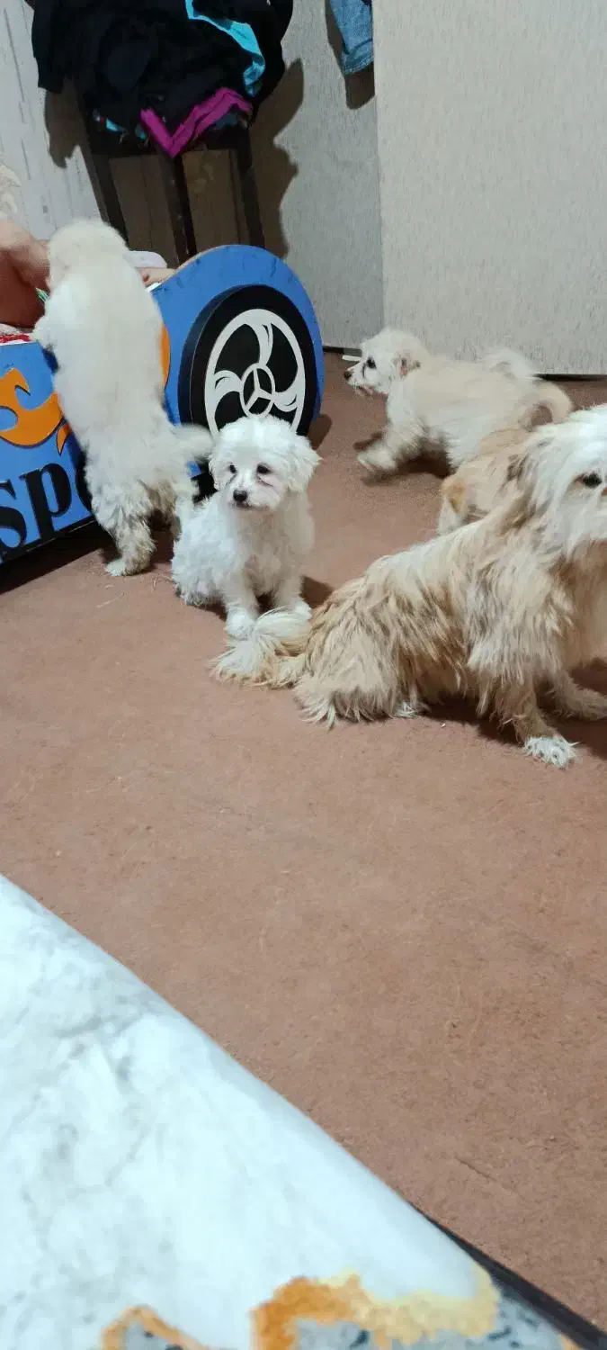 توله ۲ماهه|سگ|اسلامشهر, شهرک واوان|دیوار