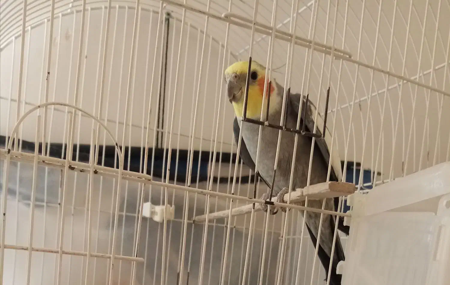 عروس هلندی|پرنده|تربت‌حیدریه, قائم|دیوار