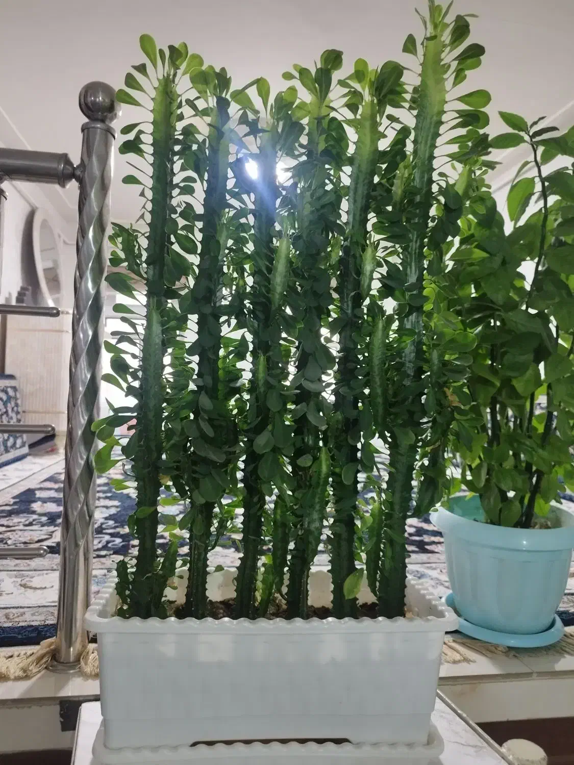 گلهای سالم و سرحال|گل و گیاه طبیعی|اسلامآباد غرب, |دیوار