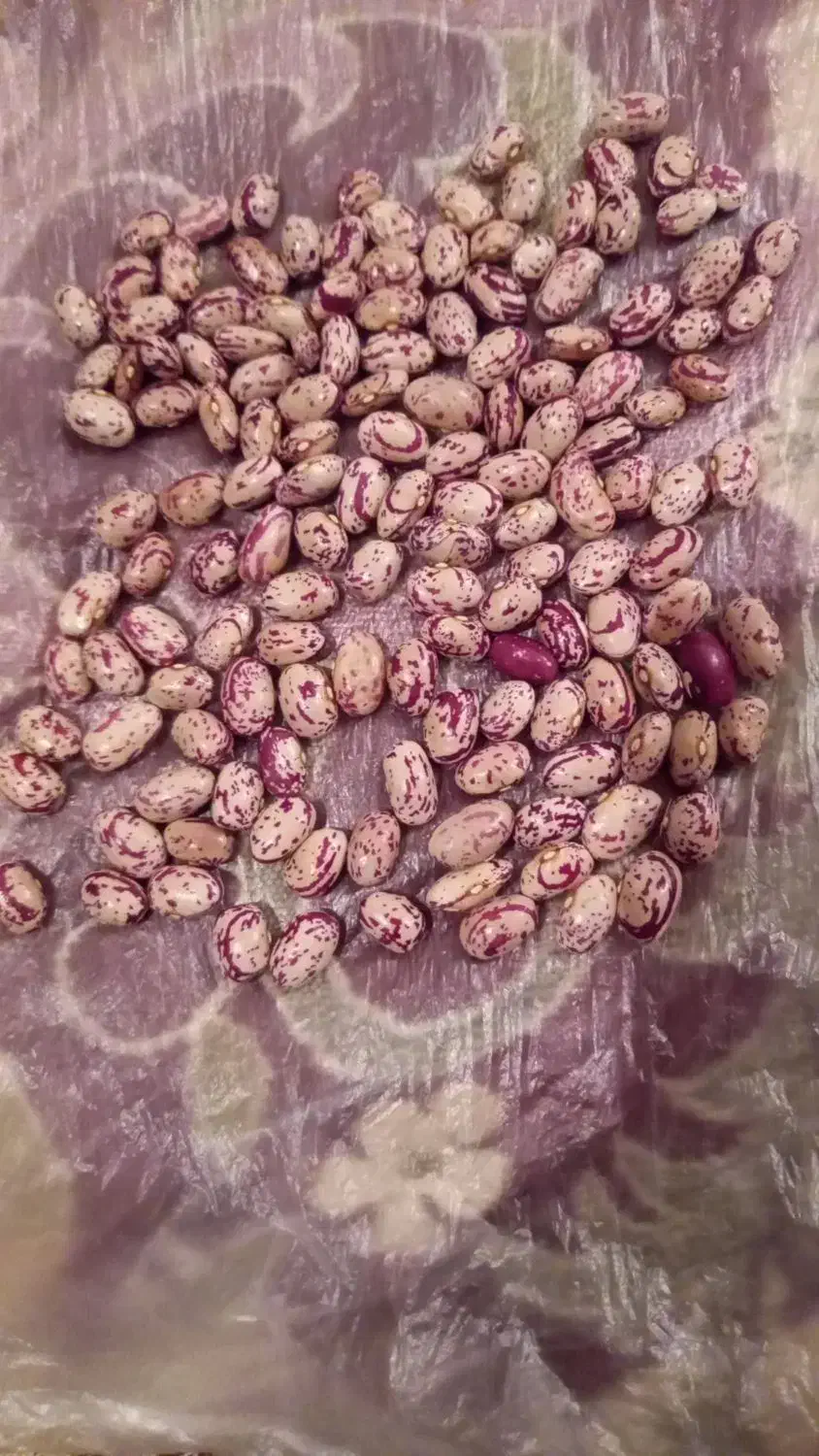 فروش لوبیا چیتی اعلا عمده و خرده|خوردنی و آشامیدنی|سراب, |دیوار