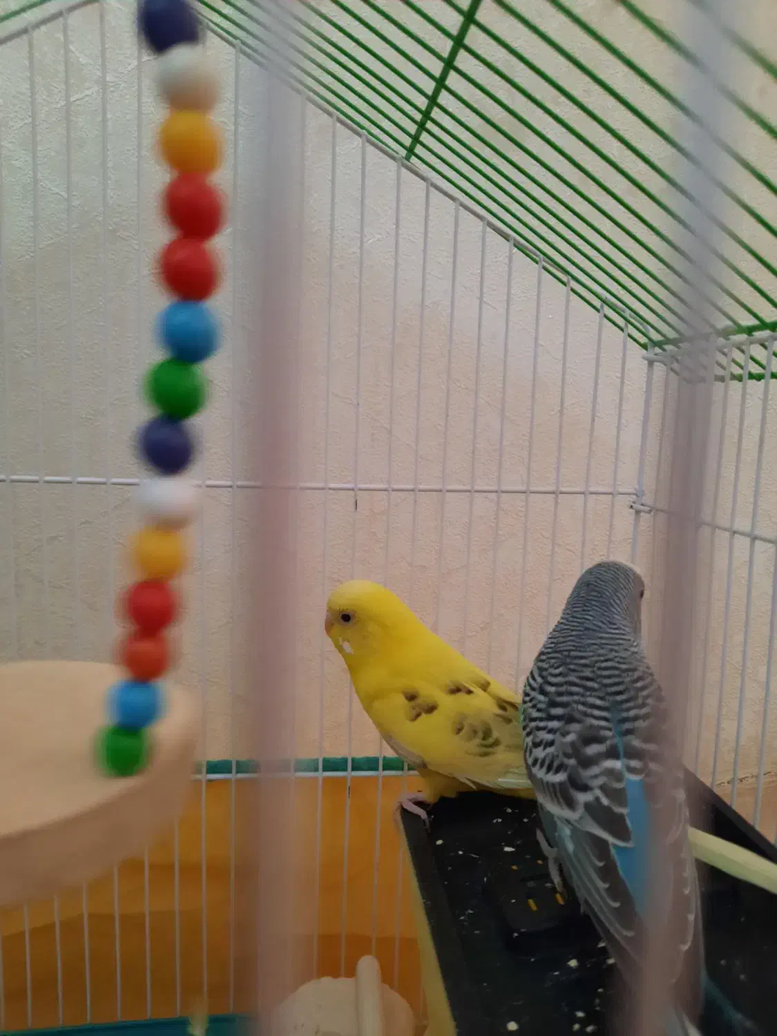 قفس|لوازم جانبی حیوانات|محمدیه-قزوین, |دیوار