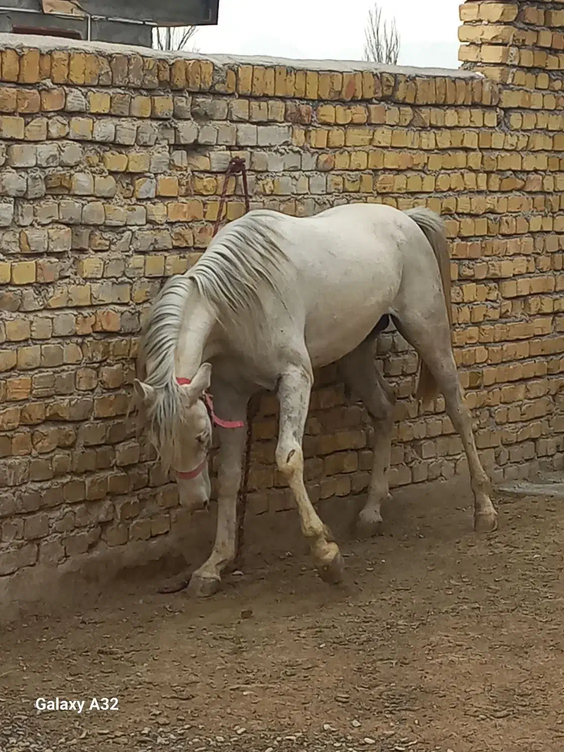 اسب|اسب و تجهیزات اسبسواری|جاپلق, |دیوار