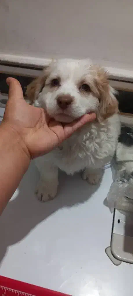 سگ پاکوتاه|سگ|رفسنجان, |دیوار