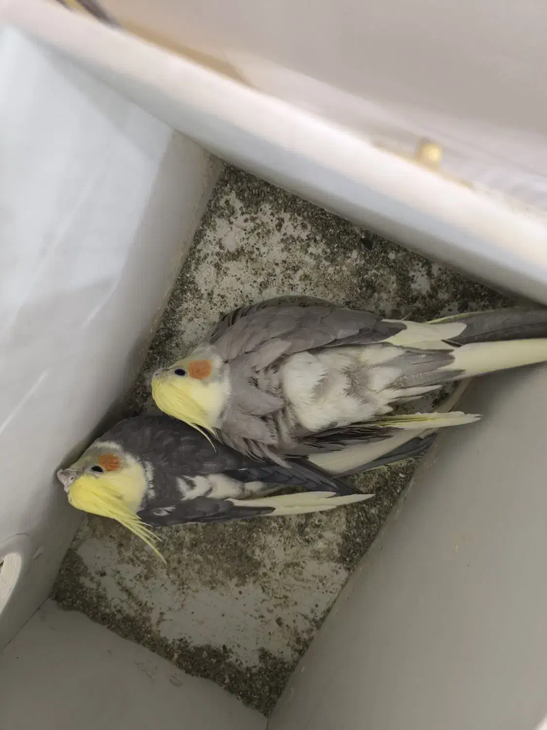 عروس هلندی با تخم و جوجه|پرنده|مشهد, شهید قربانی|دیوار