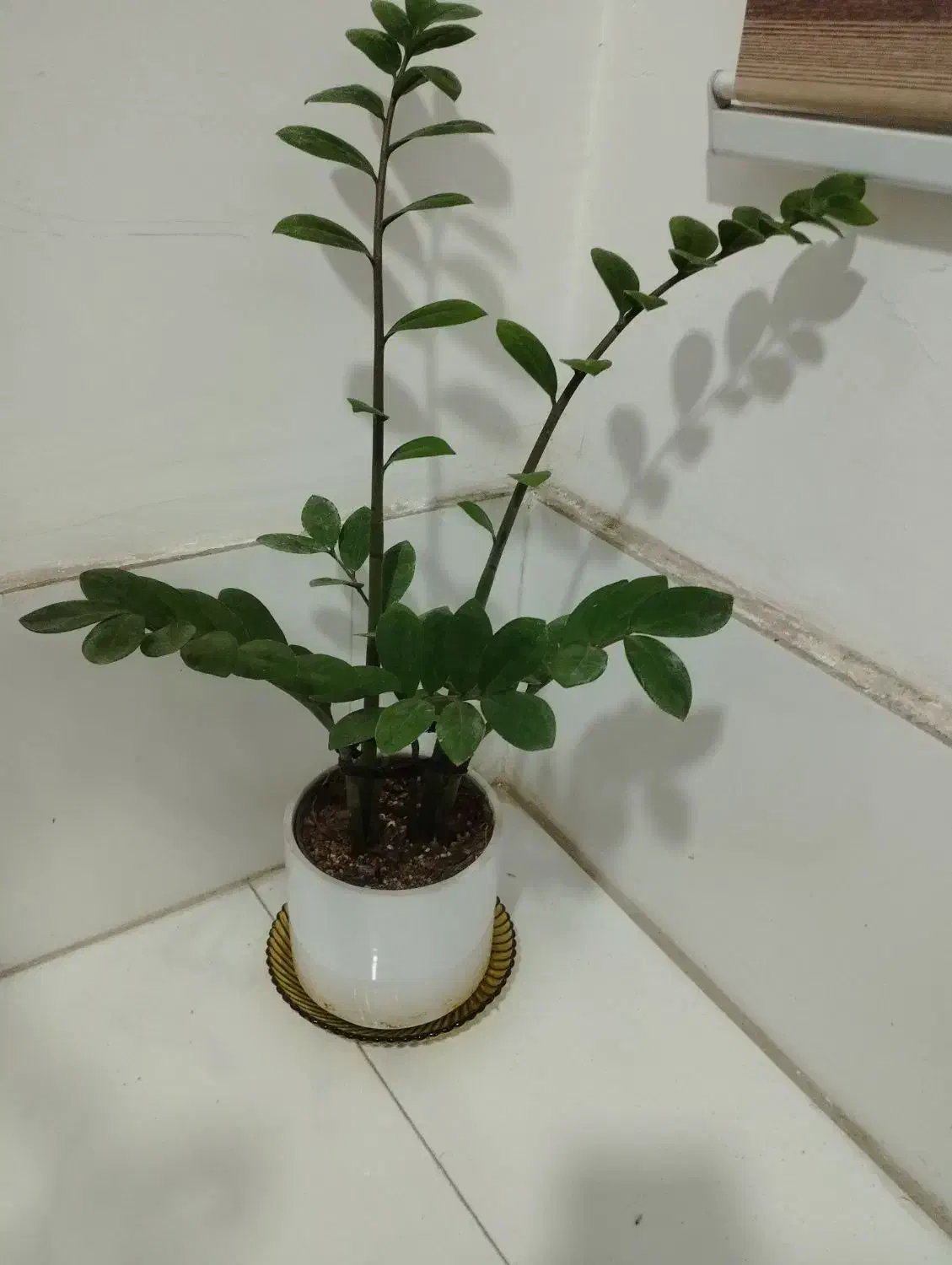 کل طبیعی|گل و گیاه طبیعی|مشهد, شهرک بهارستان|دیوار