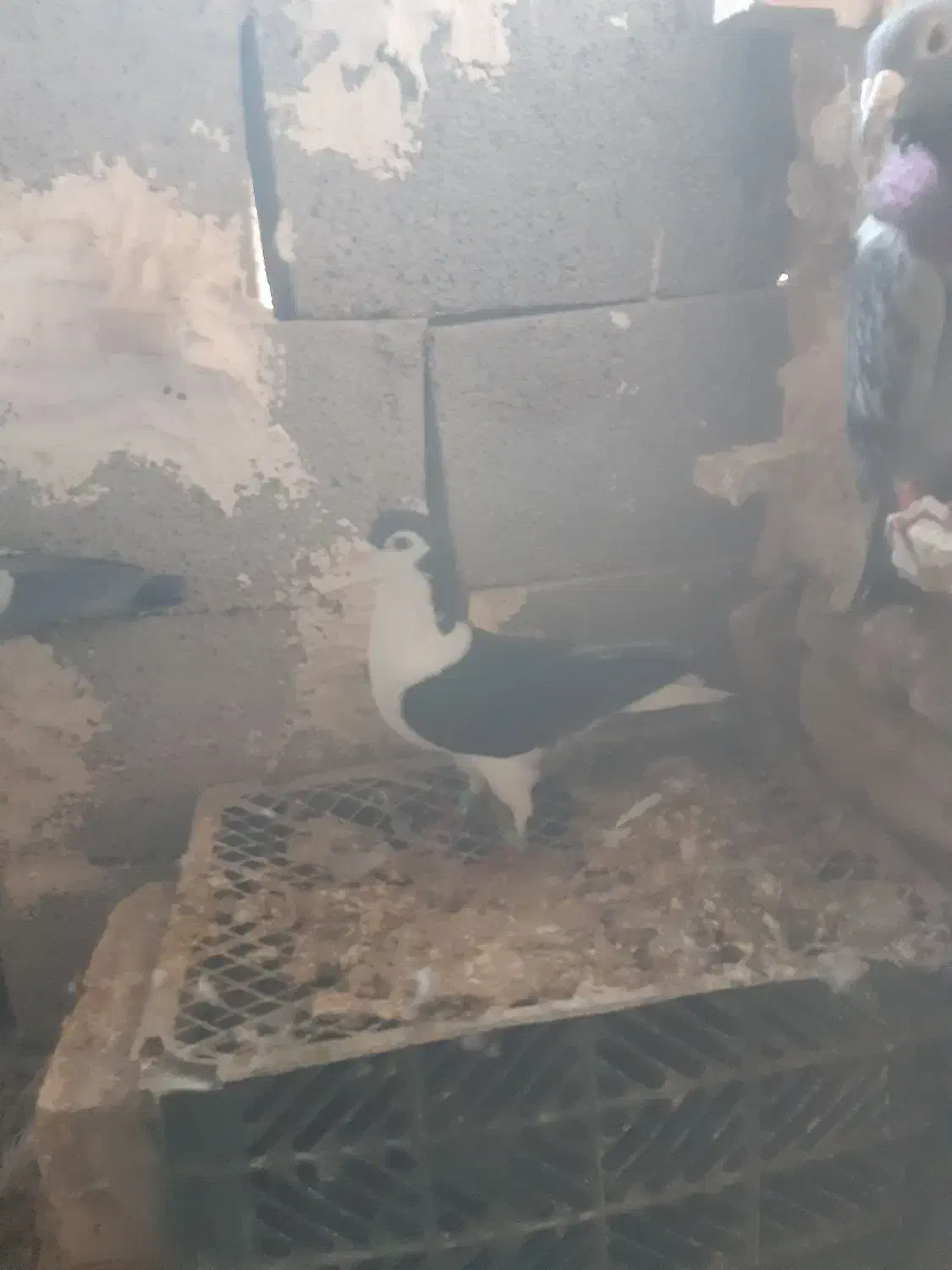 کبوتر|پرنده|طبس, |دیوار