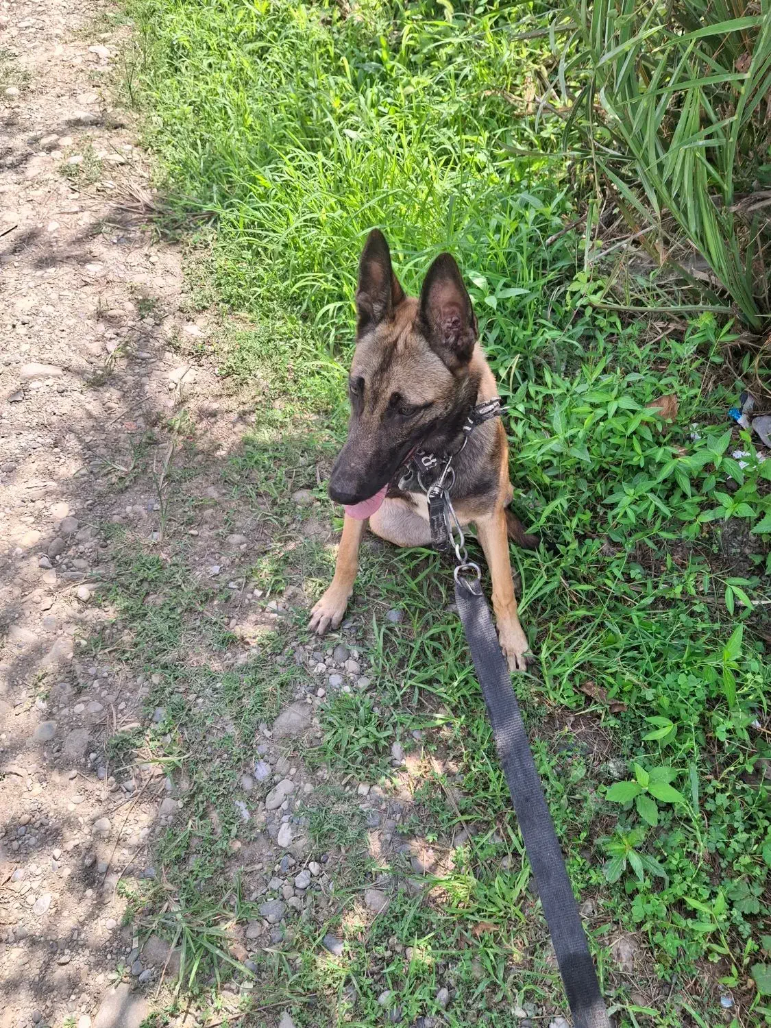 مالینویز اصیل7ماهه|سگ|رودسر, |دیوار