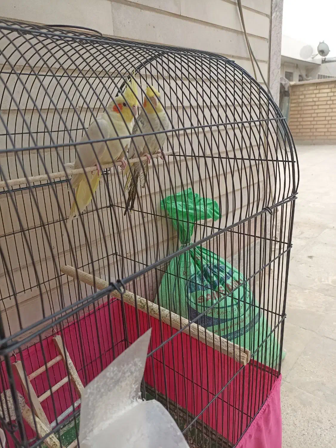 فروش دو جفت عروس هلندی|پرنده|خرمشهر, |دیوار