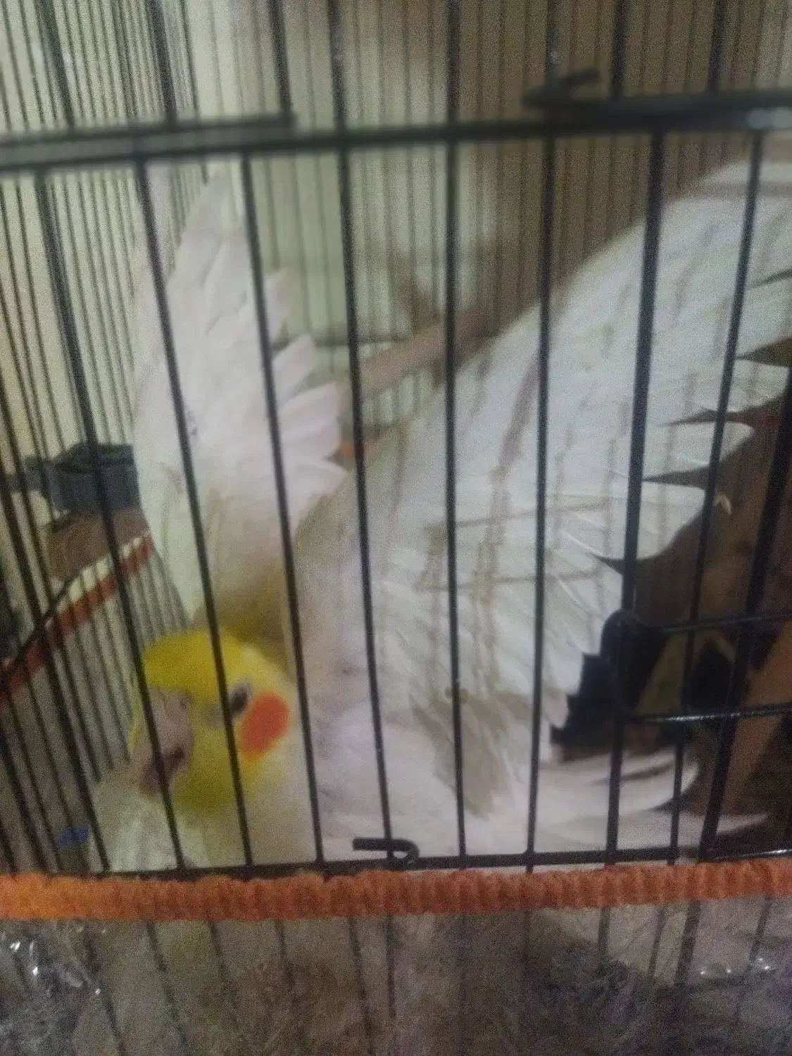 دو جفت عروس هلندی هر دو جفت با جوجه|پرنده|سبزوار, قلعهنو دهزار|دیوار