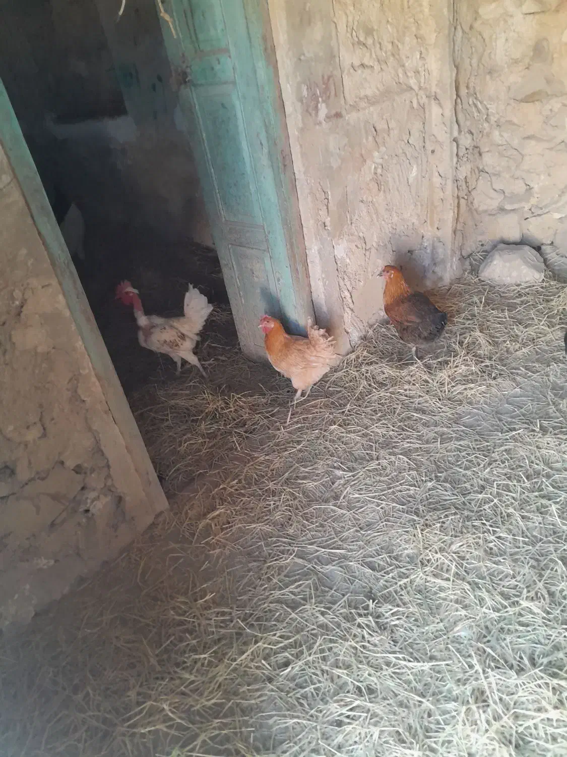 مرغ محلی دیلگونی وگلین|حیوانات مزرعه|سوق, |دیوار