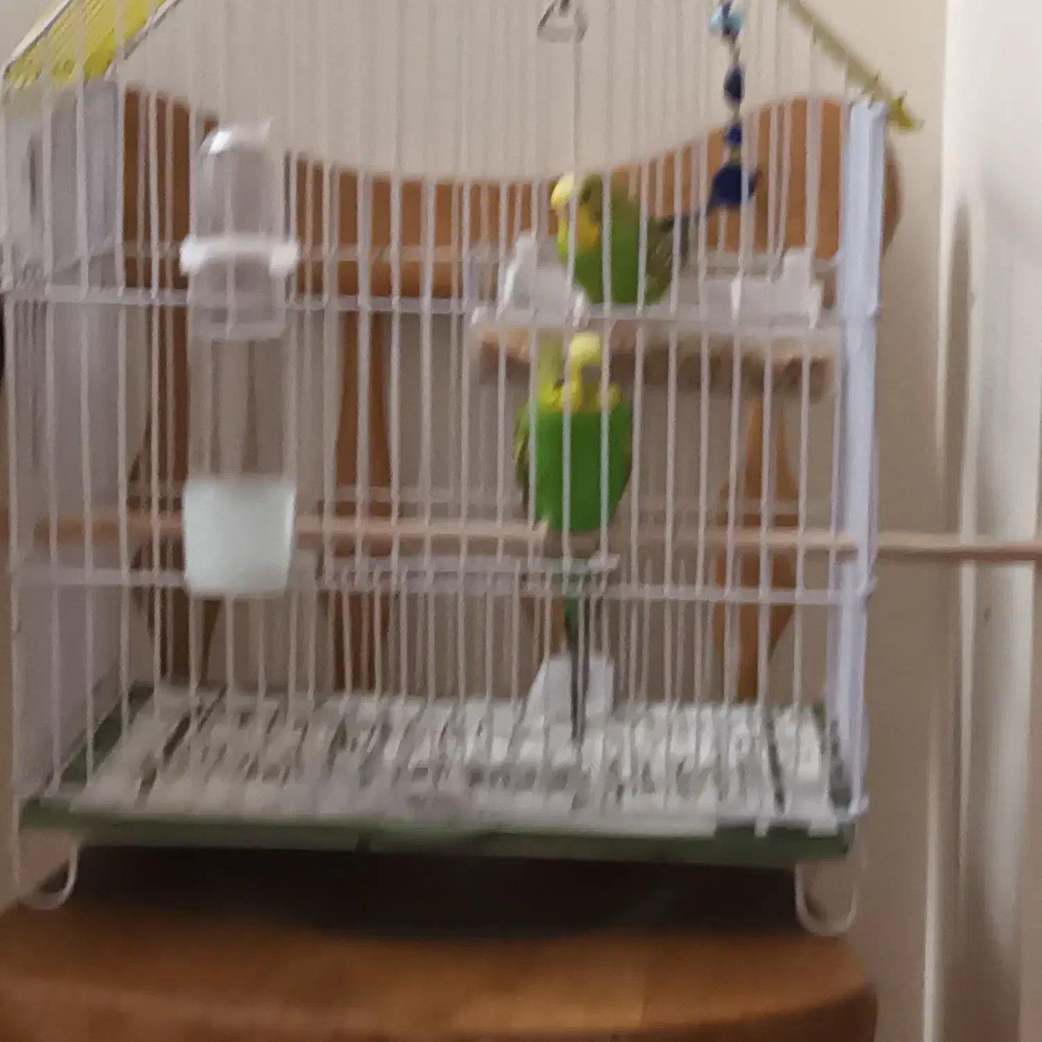 مرغ عشق جفت کاملاً دستی رام و اروم|پرنده|تهران, وحیدیه|دیوار