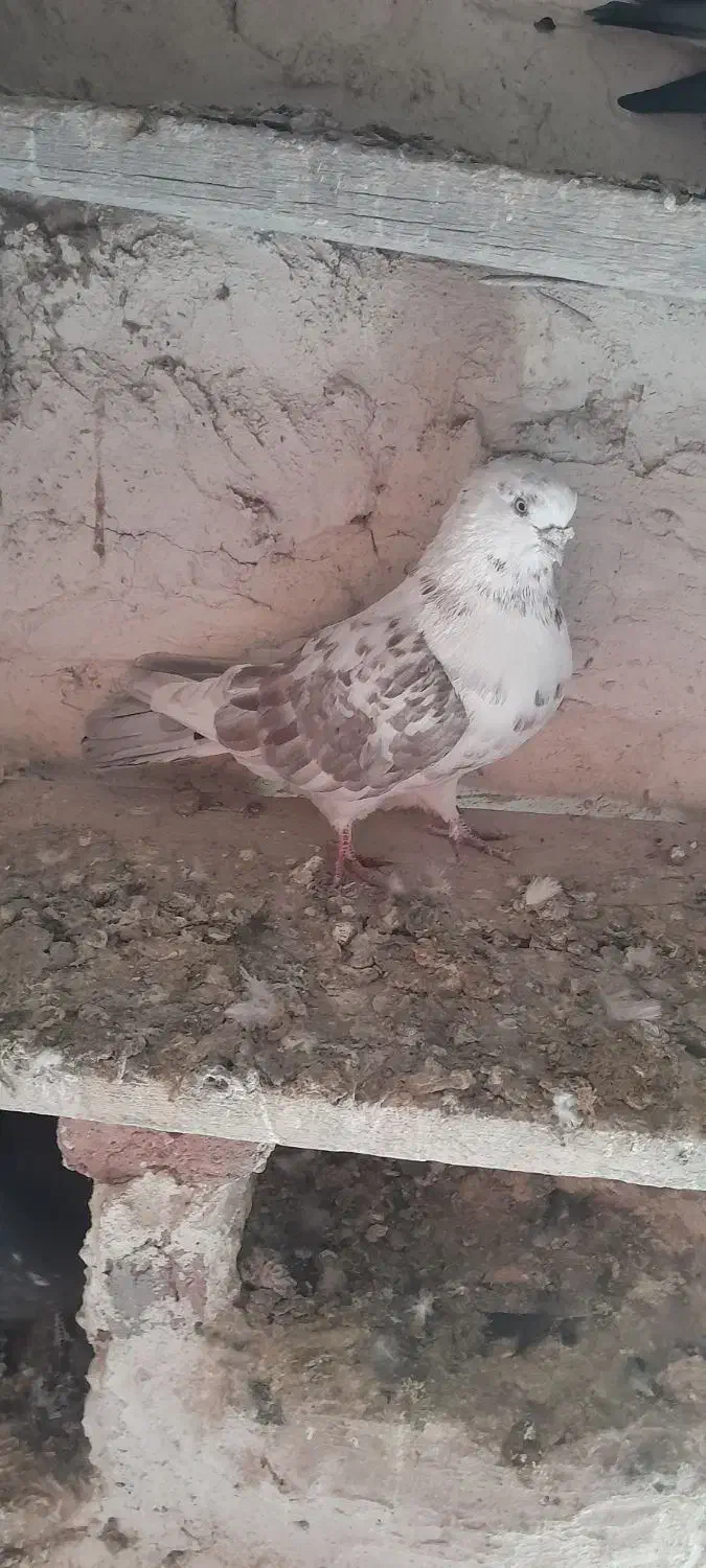 کبوتر رنگی|پرنده|ارشق, |دیوار