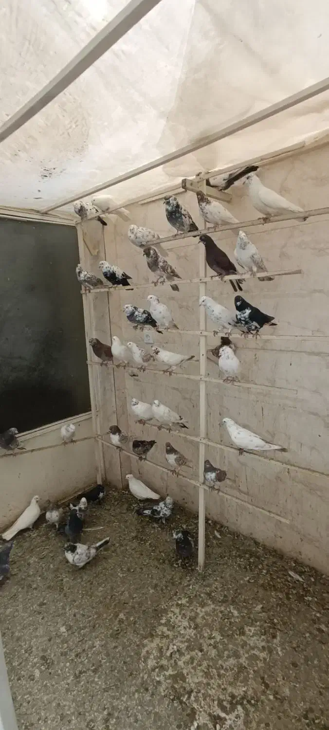 کبوتر|پرنده|ارومیه, |دیوار