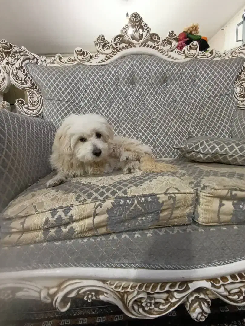 سگ پیدا شده|سگ|فولادشهر, B2|دیوار