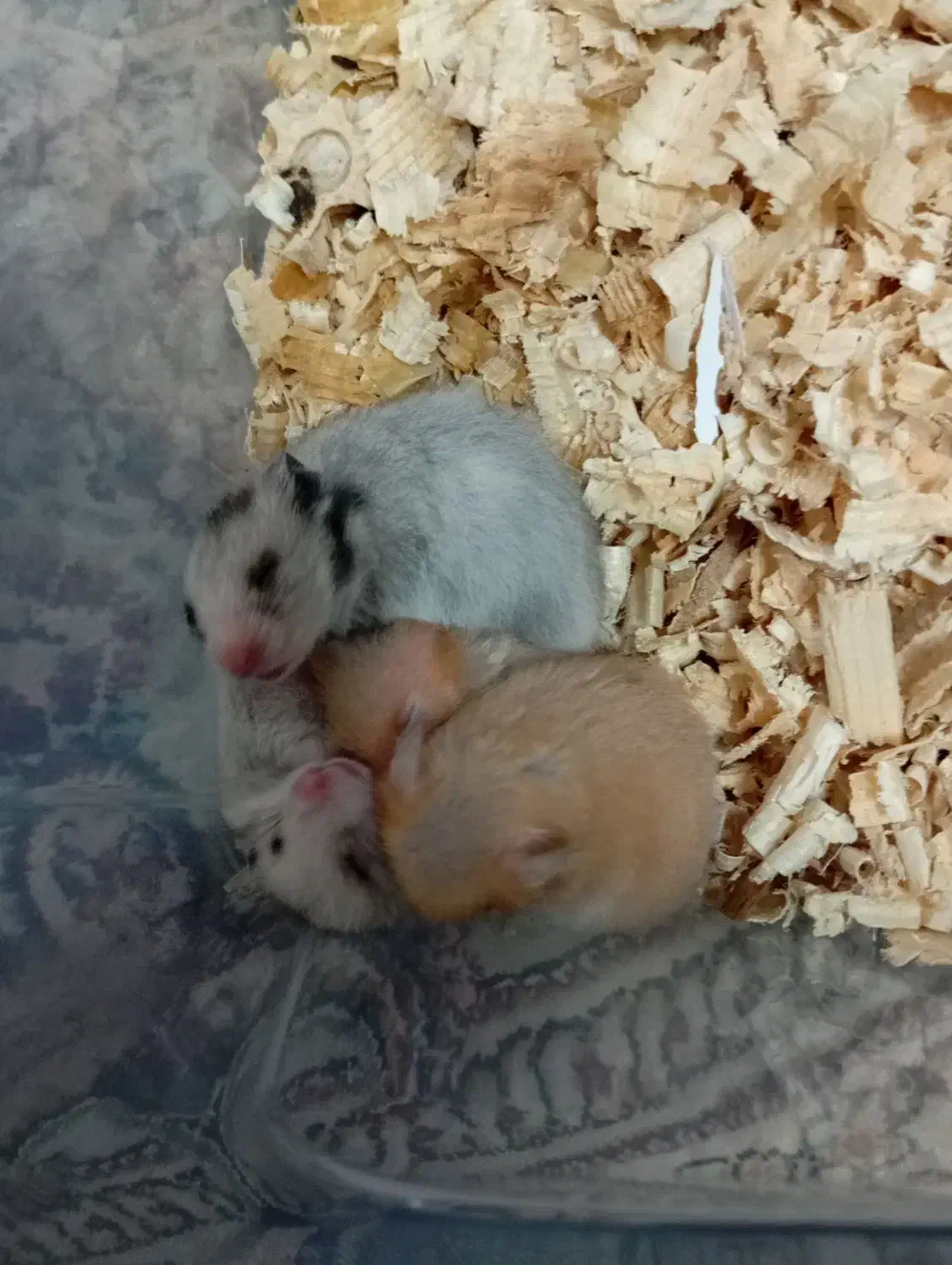 همستر|موش و خرگوش|قم, ولیعصر|دیوار