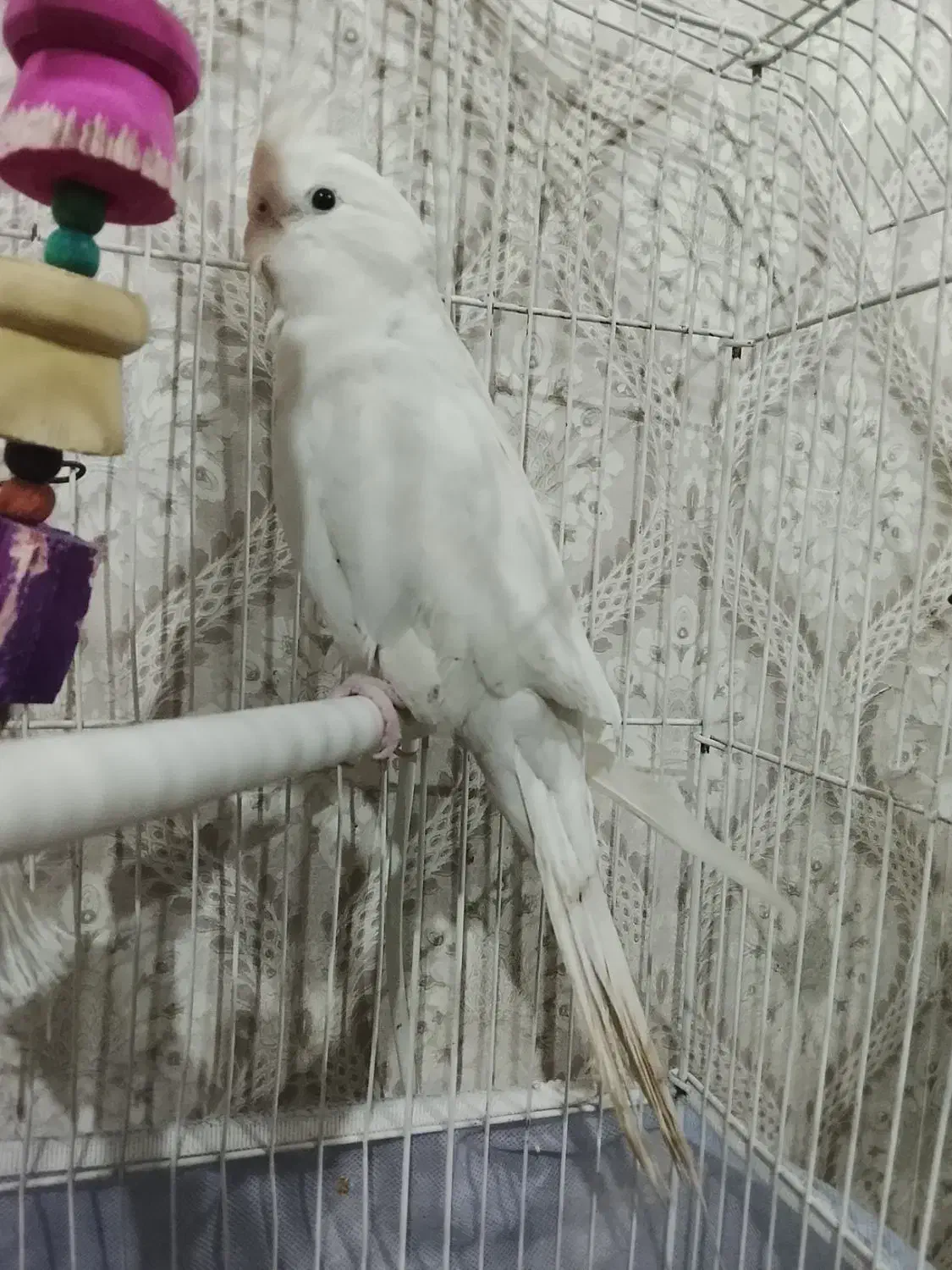 عروس هلندی البینو|پرنده|ملارد, |دیوار