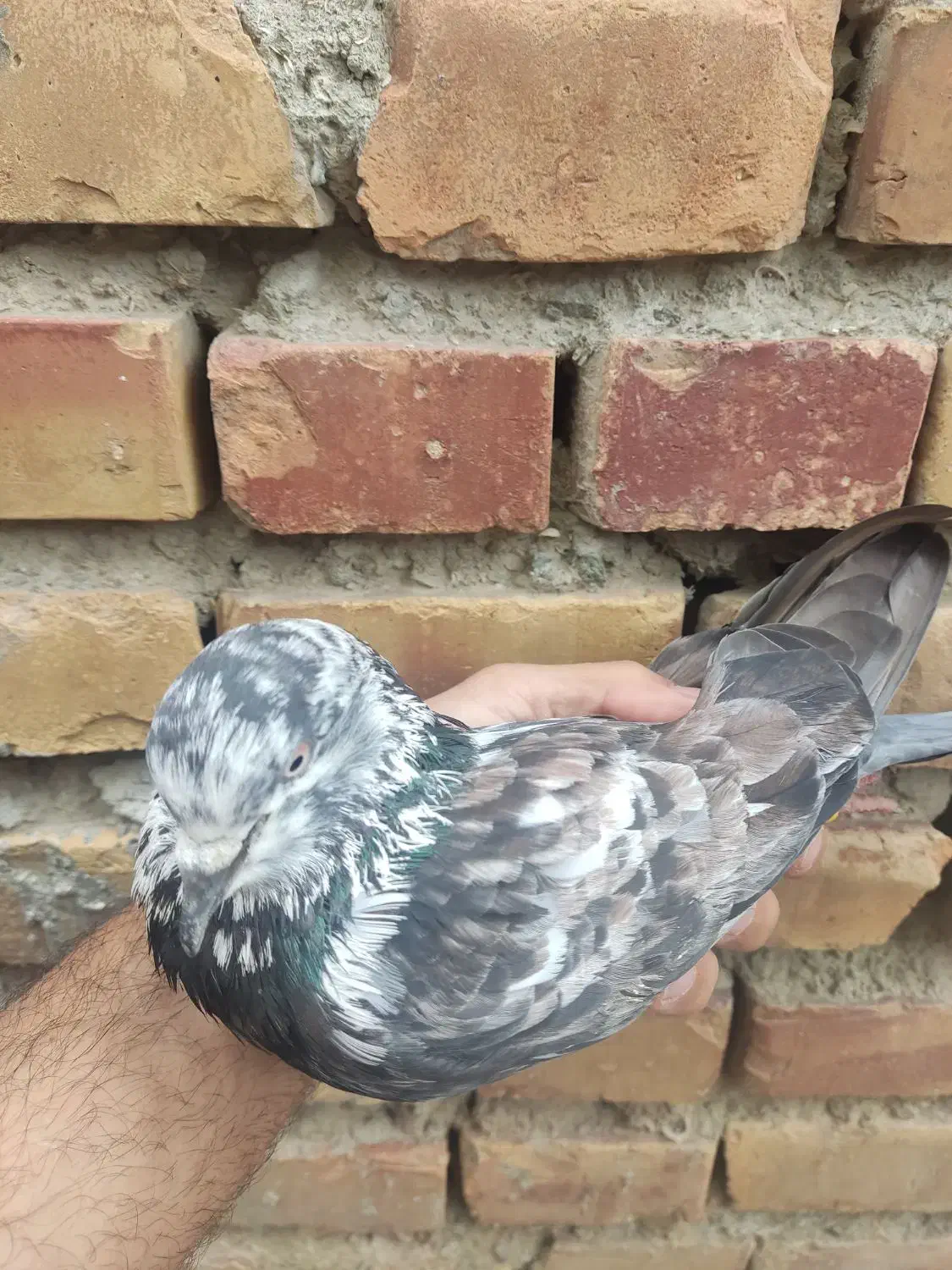 کبوتر گرفتنی|پرنده|بندر ترکمن, |دیوار