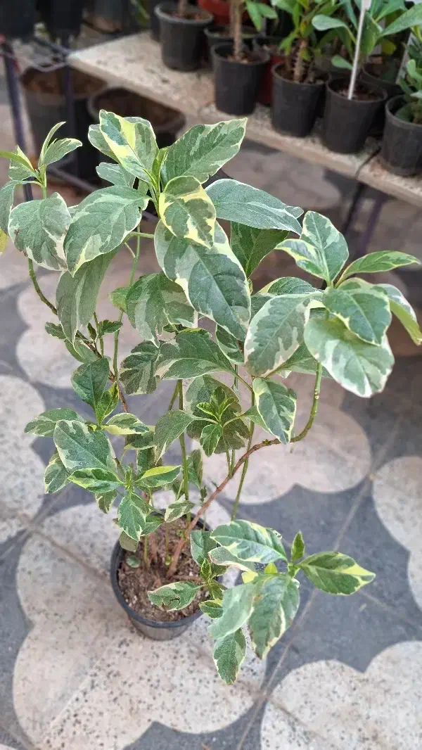 زاموفیلیا ،پسونیا|گل و گیاه طبیعی|شیراز, شیخ روزبهان|دیوار