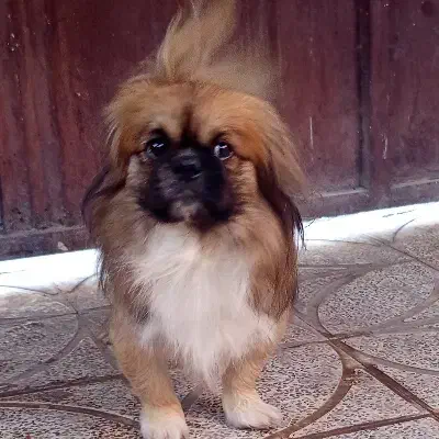 سگ اسپانیل تبتی|سگ|کرمان, |دیوار