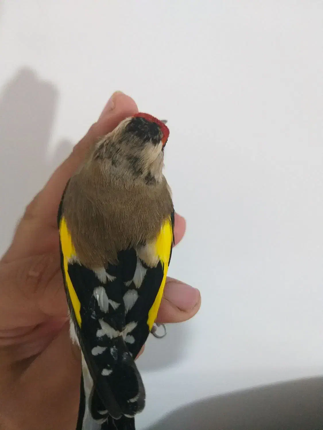 سهره دورگ رسمی کرمونی|پرنده|گلوگاه, |دیوار