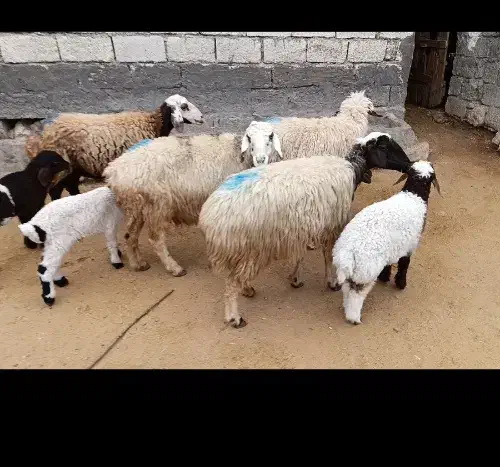 میش با بره|حیوانات مزرعه|اندیمشک, |دیوار