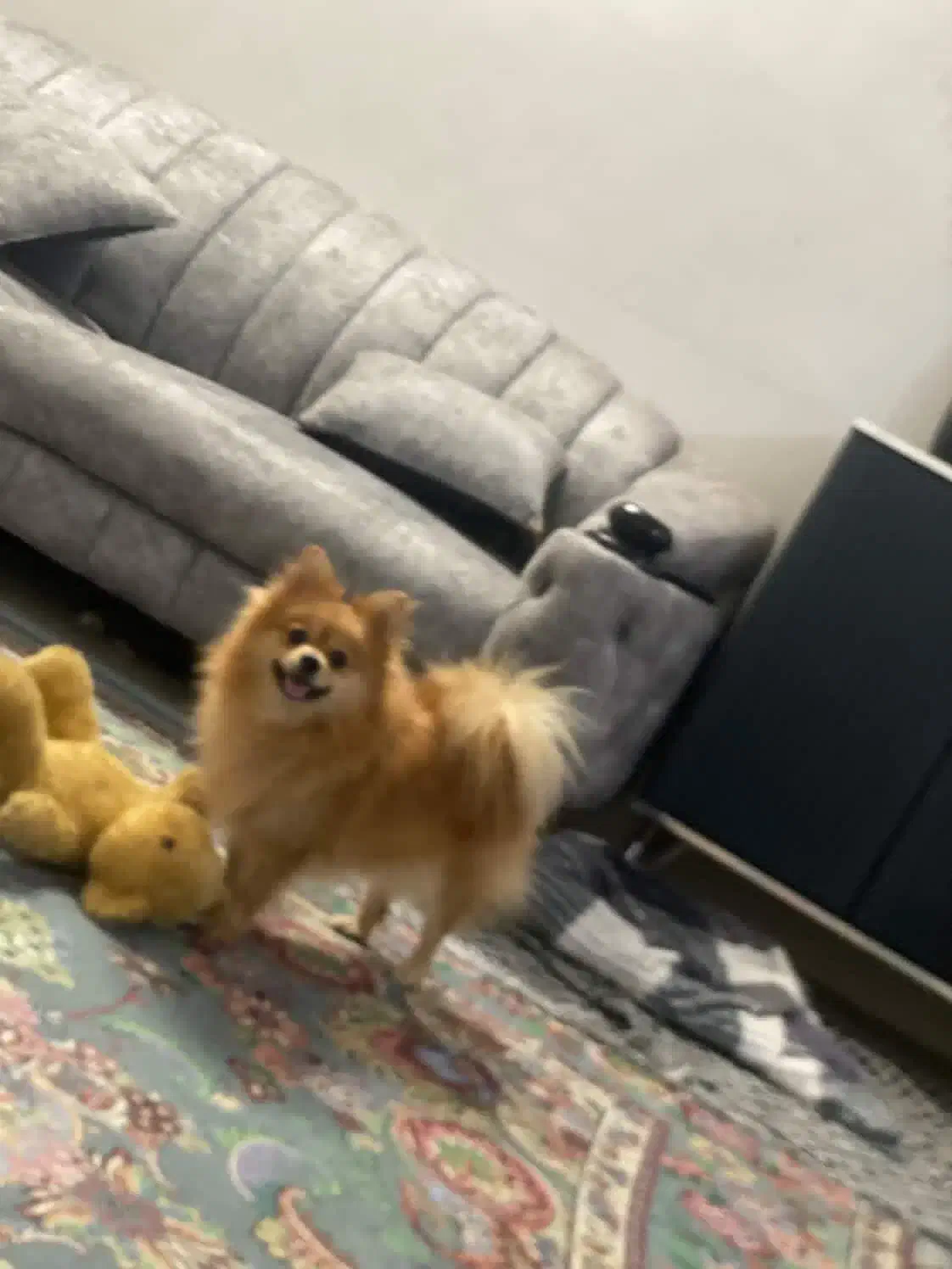 پامرین خرسی|سگ|مشهد, فلسطین|دیوار