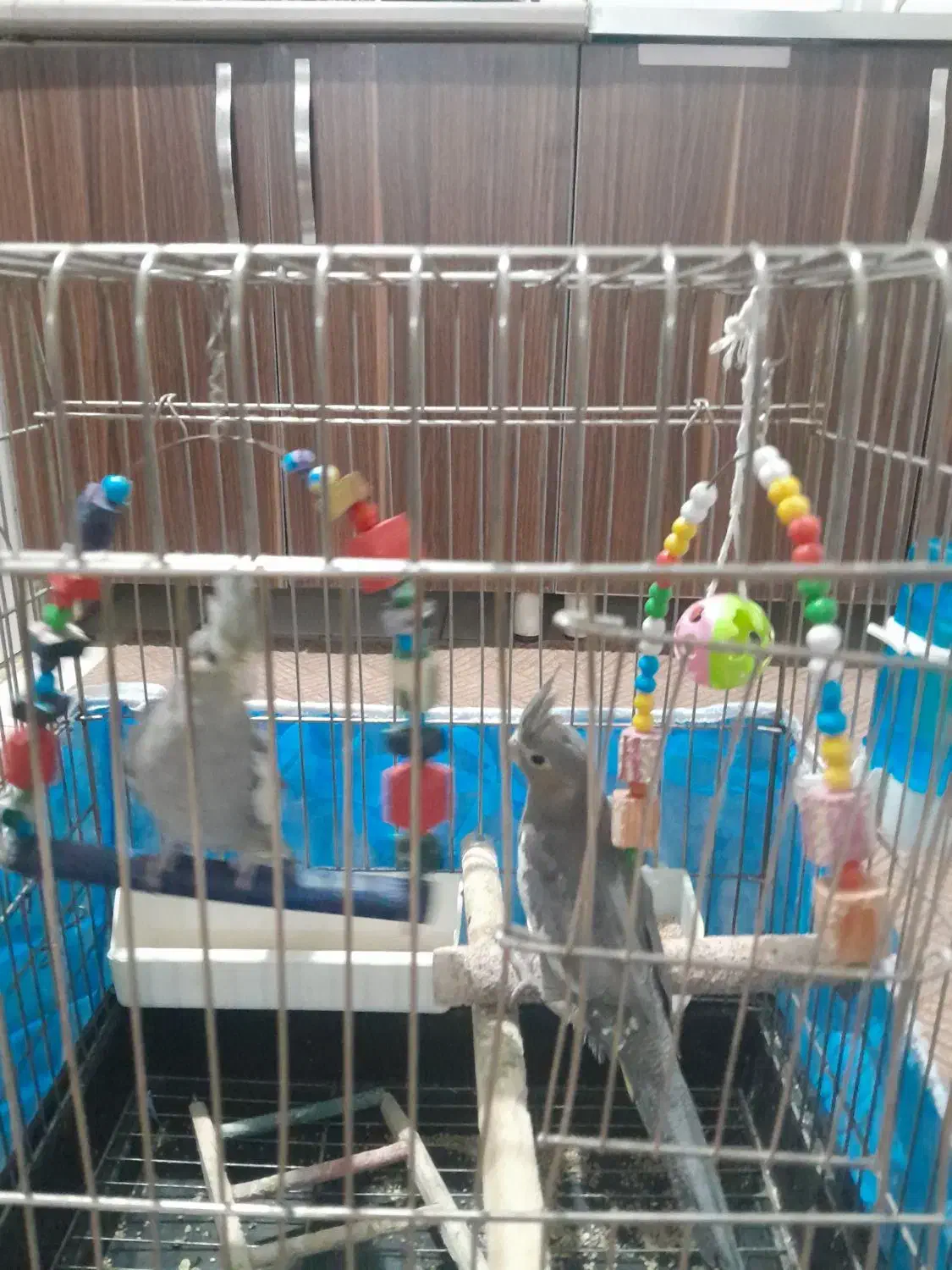 عروس هلندی سه ماه نر و ماده نمیدونم|پرنده|پیشوا, |دیوار