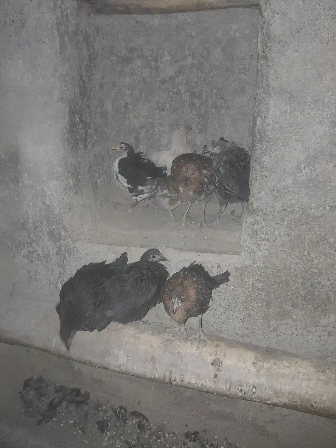 مرغ|حیوانات مزرعه|خوانسار, |دیوار