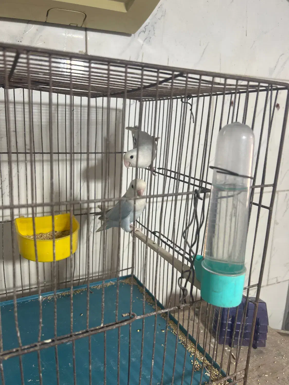 طوطی برزیلی|پرنده|بندرعباس, |دیوار