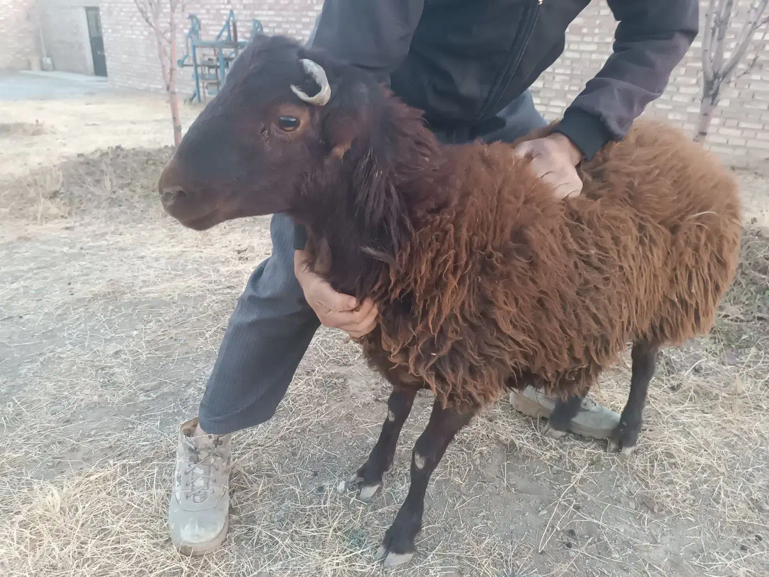 بره نر و قوچ چاق|حیوانات مزرعه|سلماس, |دیوار