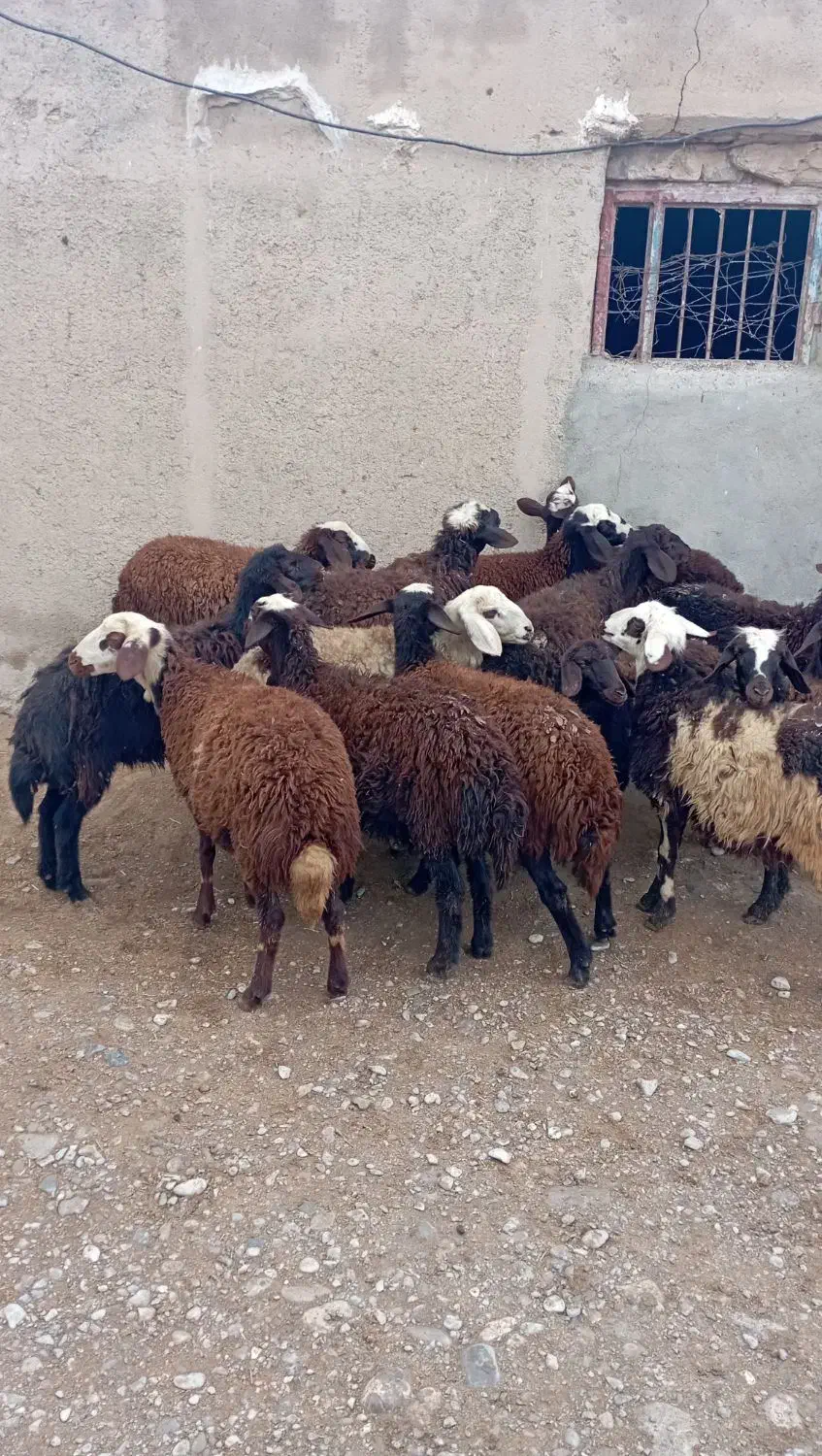 بره ماده شیشک|حیوانات مزرعه|بروجرد, |دیوار