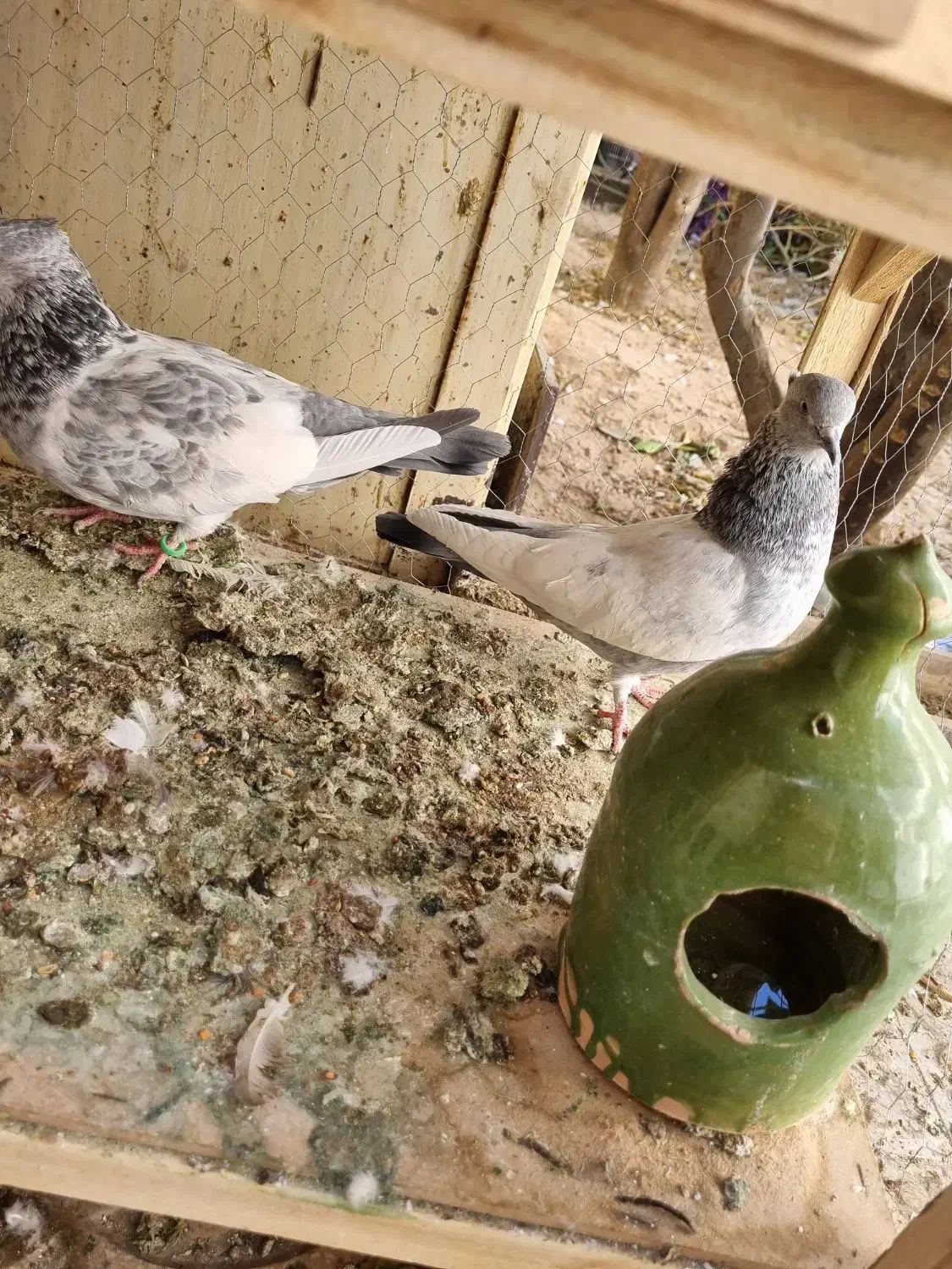 جفت سینه سبز نروماده|پرنده|شیراز, بازار|دیوار