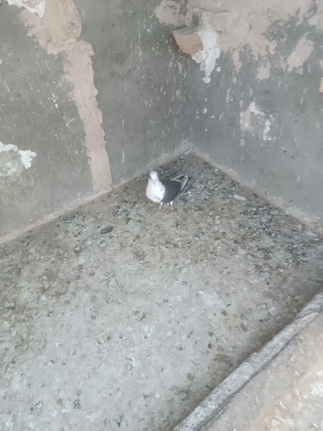 کبوتر|پرنده|نیشابور, سرآب کوشک|دیوار