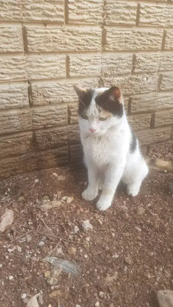 واگذاری گربه|گربه|اهواز, شهرک دانشگاه|دیوار