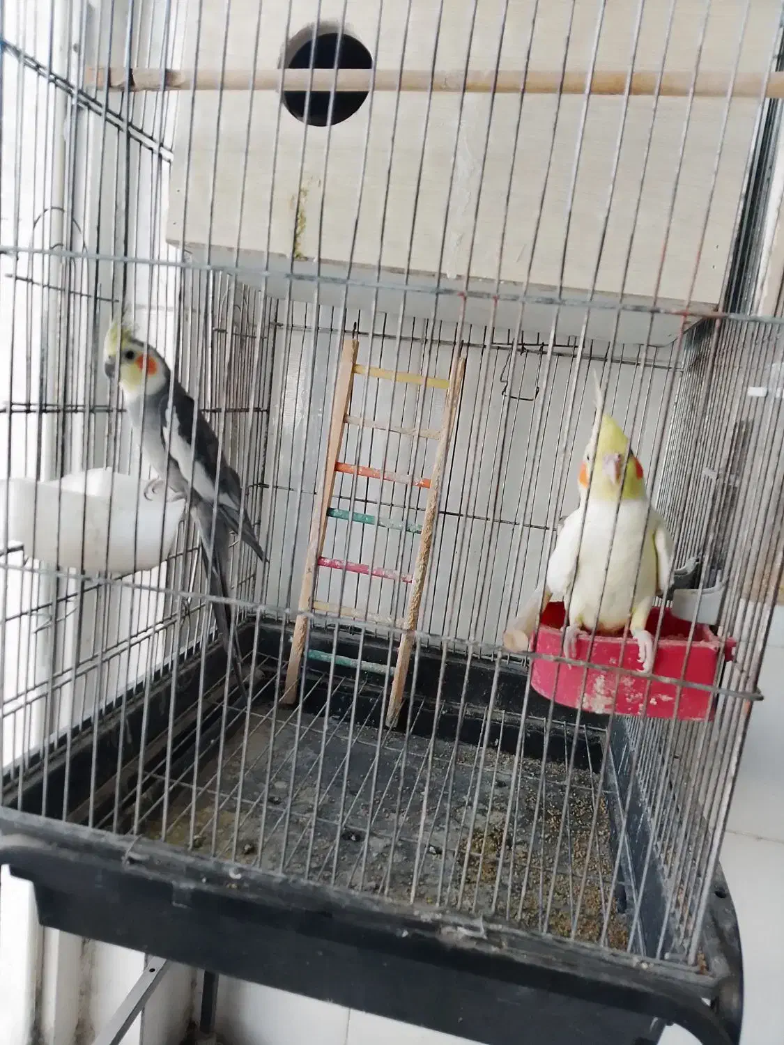 عروس|پرنده|شیروان (خراسان), |دیوار