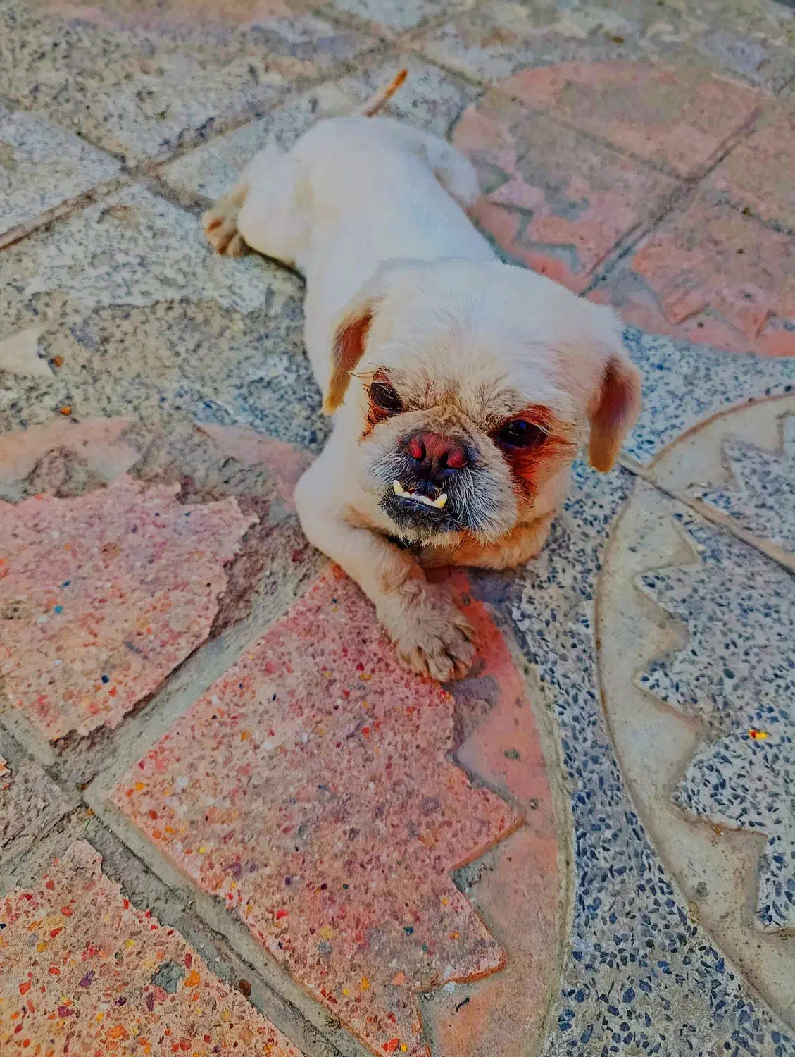 سگ پیکنیز|سگ|نهاوند, |دیوار