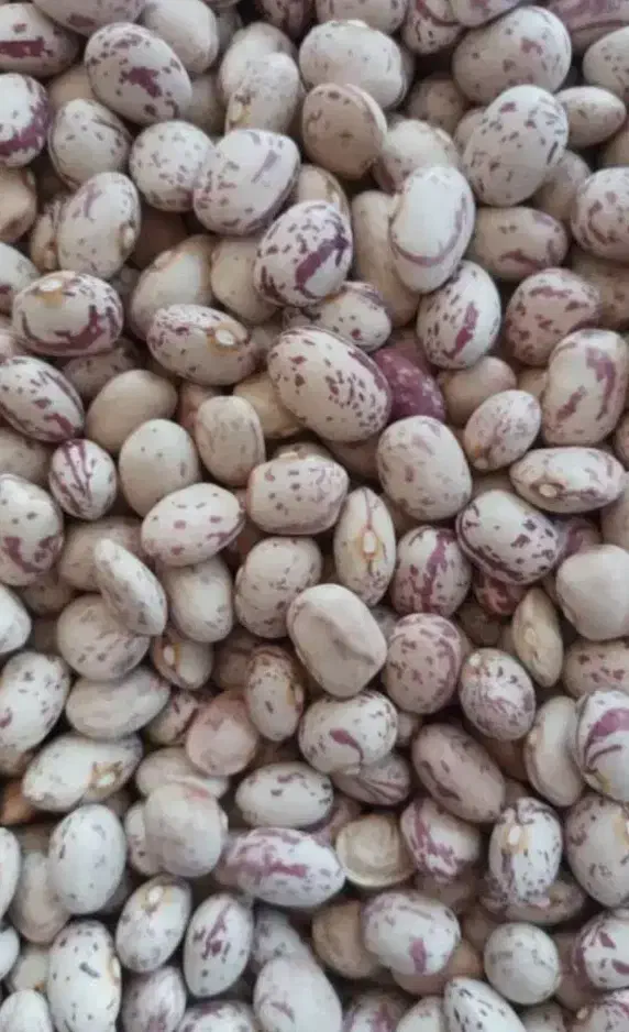 فروش لوبیا چیتی عمده حداقل دو تن|خوردنی و آشامیدنی|پاسارگاد, |دیوار