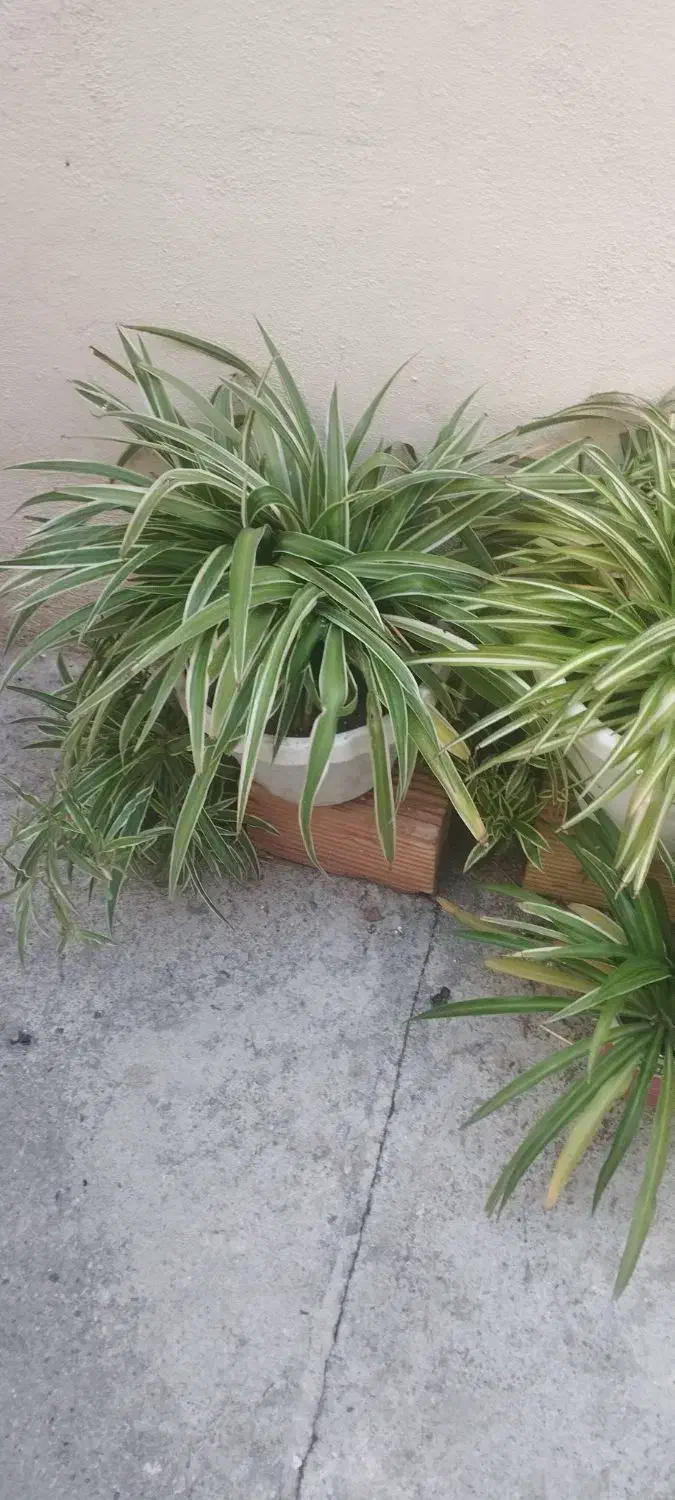 گل های طبیعی با یک زیره برای گل و وسایل|گل و گیاه طبیعی|کرمانشاه, |دیوار