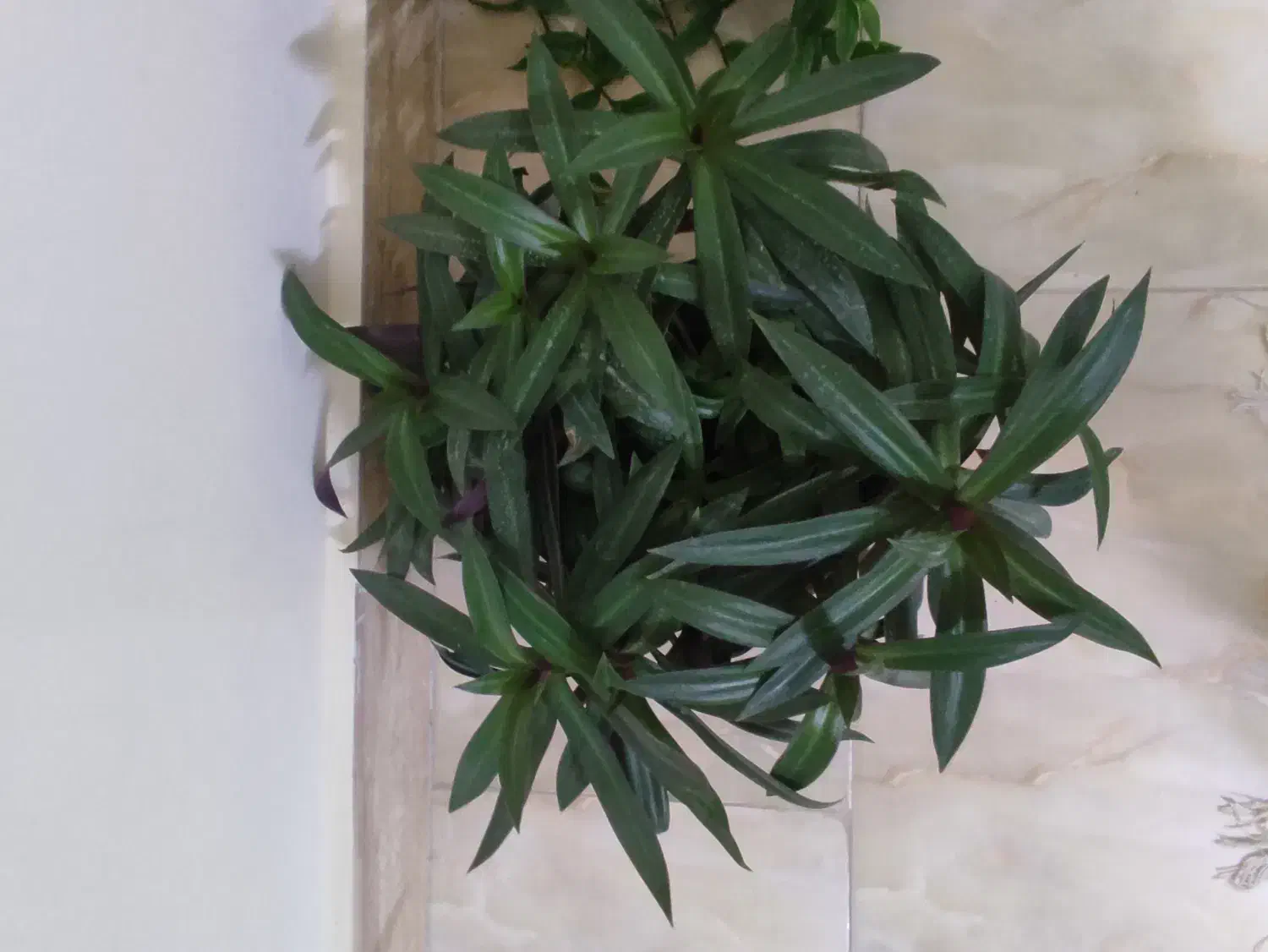 گل طبیعی پر و زیبا|گل و گیاه طبیعی|شیروان (خراسان), |دیوار