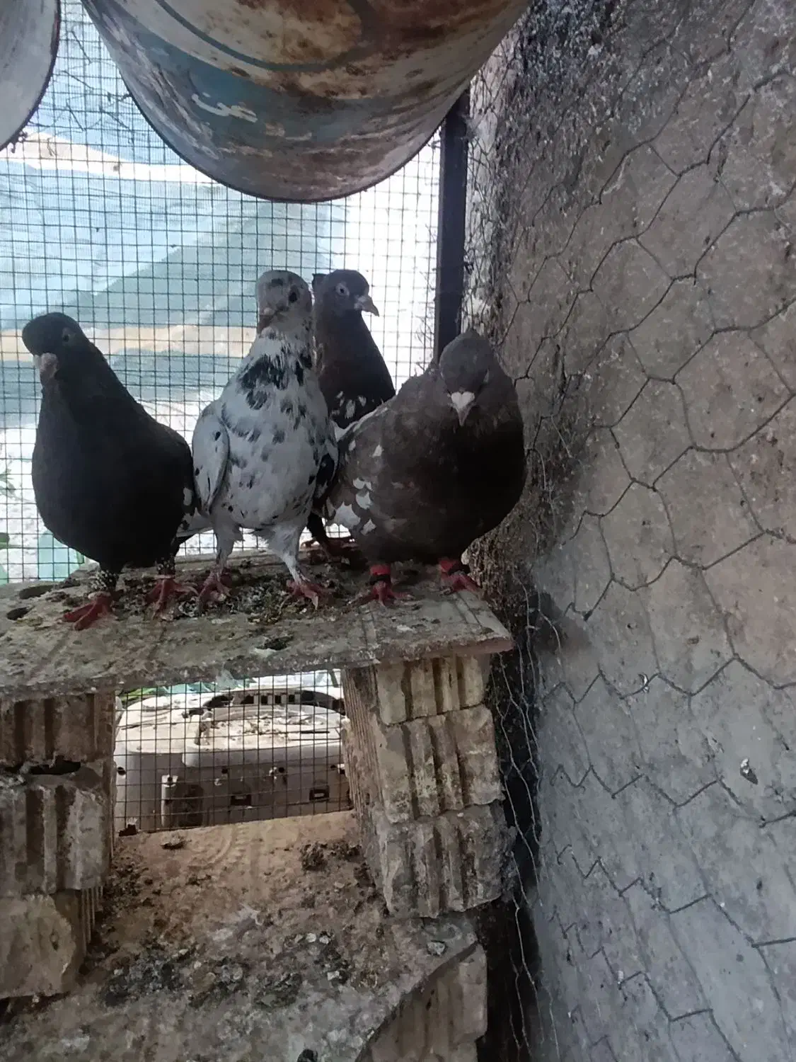 کفتر سینه|پرنده|داراب, |دیوار