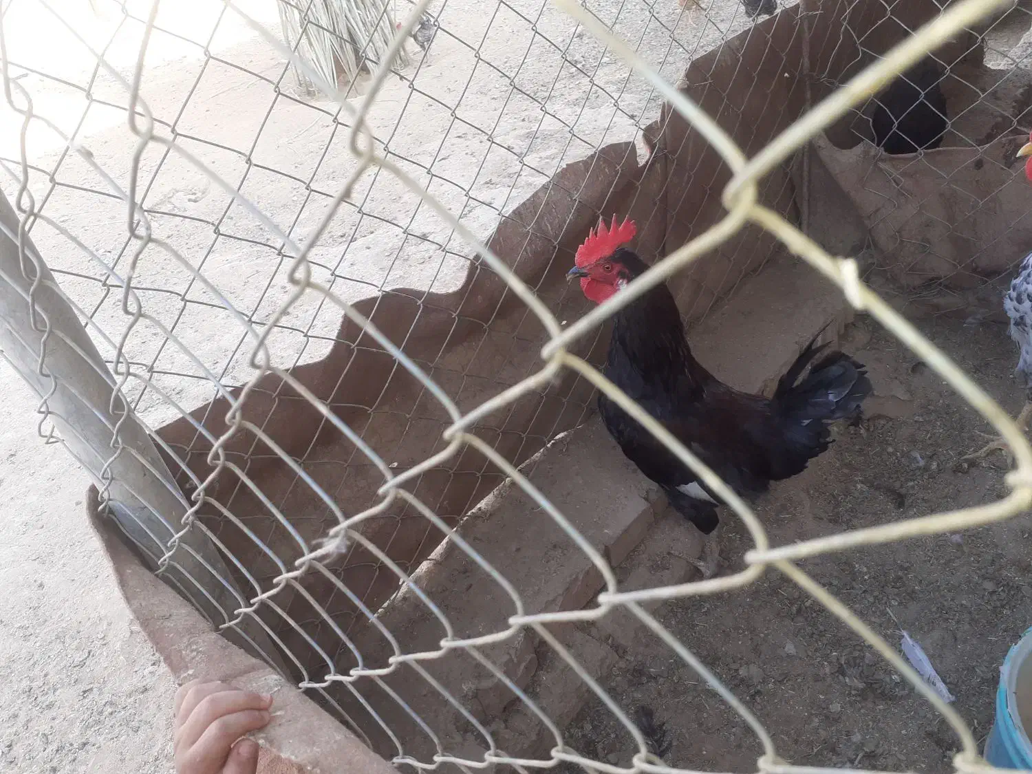 خروس|حیوانات مزرعه|رامشیر, |دیوار